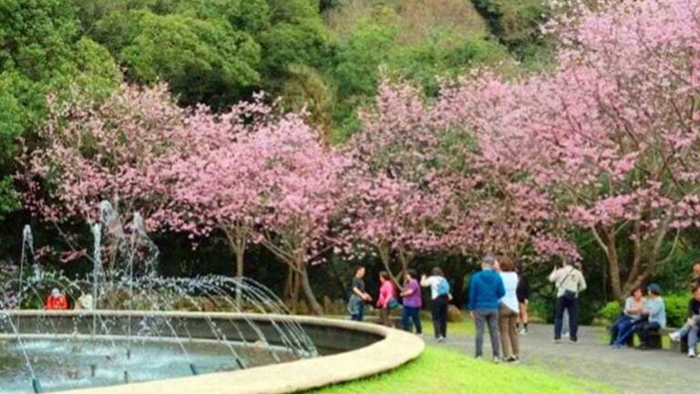 ▲陽明公園噴水池櫻花。（台北市公園處提供）